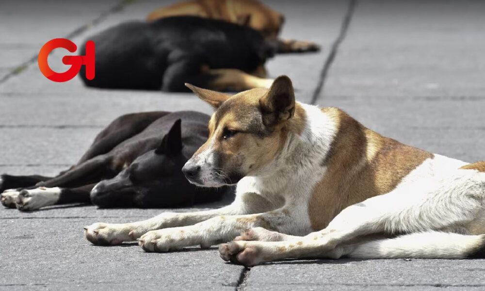 Pobladores de Emiliano Zapata exigen justicia ante masivo envenenamiento de perros