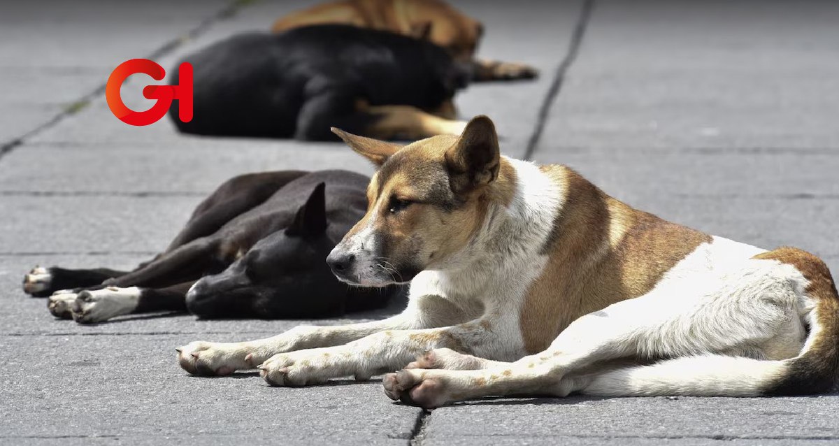 Pobladores de Emiliano Zapata exigen justicia ante masivo envenenamiento de perros