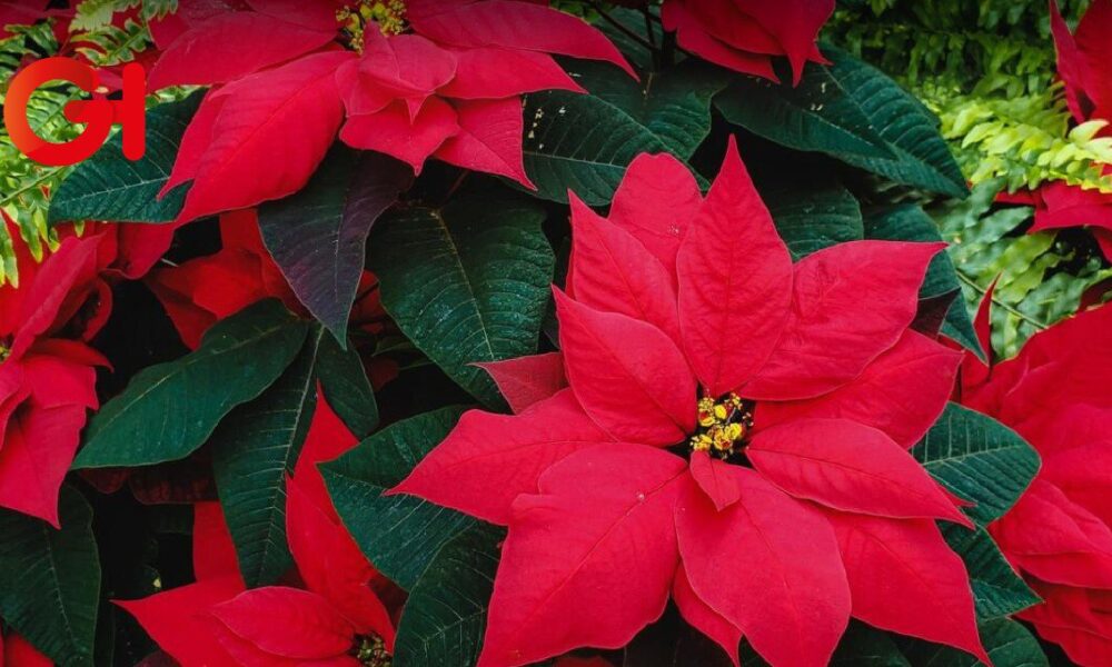 Día de la Flor de Nochebuena: Una tradición que florece cada 8 de diciembre