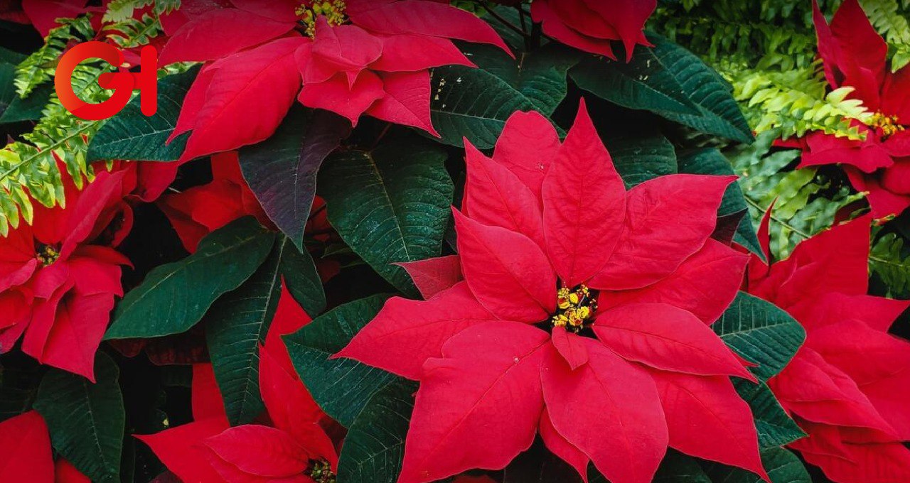 Día de la Flor de Nochebuena: Una tradición que florece cada 8 de diciembre